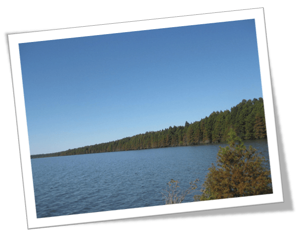 Trees Close to Lake Shore