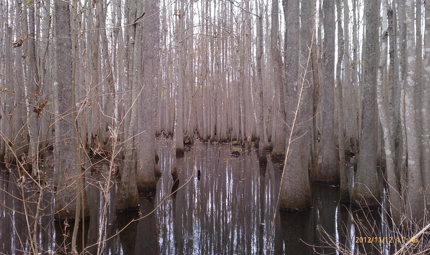 swamp-near-whitehall-landing